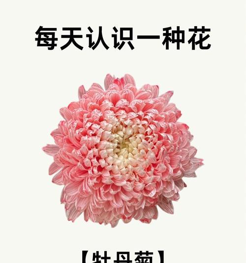 菊花的花语有哪些？不同颜色的菊花花语有何不同？