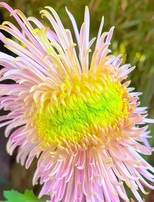 菊花的花语有哪些？不同颜色的菊花花语有何不同？