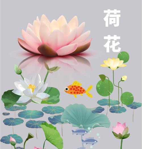 荷花的花语是什么？荷花象征着什么？