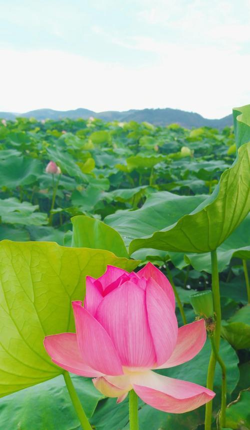 荷花的花语是什么？荷花象征着什么？