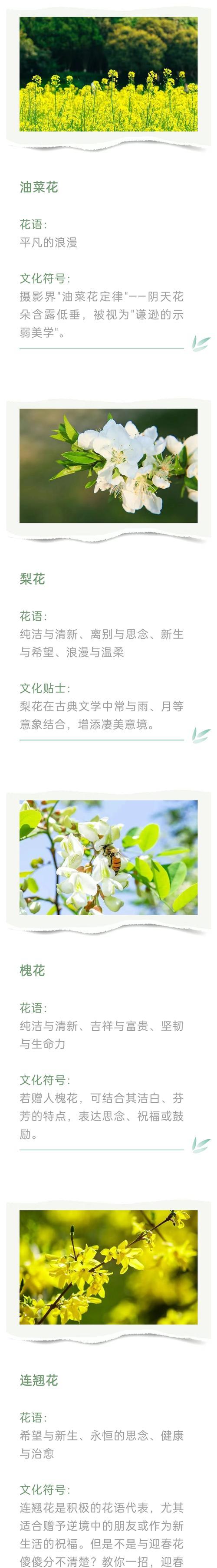 蒲英花的花语是什么？它在不同文化中代表什么？
