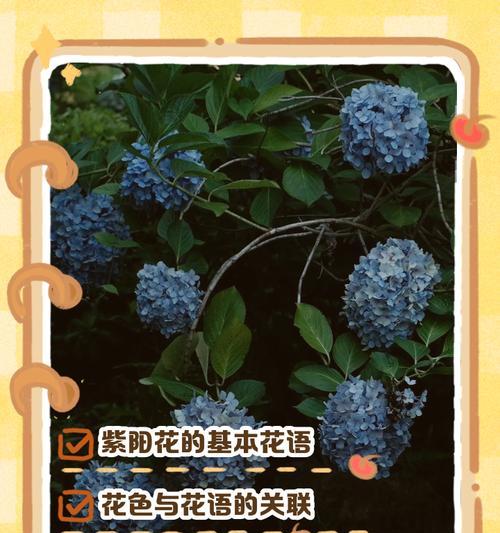 蒲英花的花语是什么？它在不同文化中代表什么？