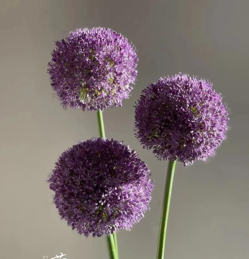 葱的花语是什么？葱花在花语中代表什么意义？