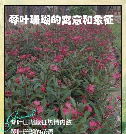 珊瑚花的花语是什么？珊瑚花象征着什么？