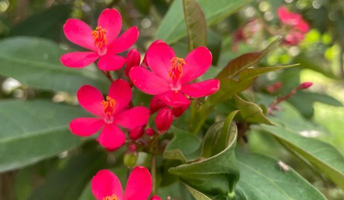 珊瑚花的花语是什么？珊瑚花象征着什么？