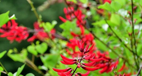 珊瑚花的花语是什么？珊瑚花象征着什么？