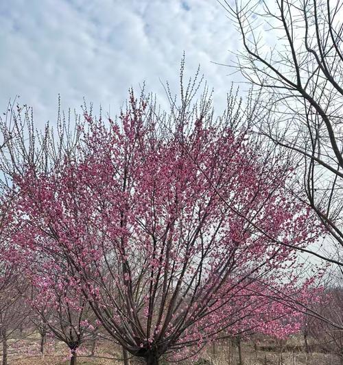 紫香花的花语是什么？紫香花象征着什么？