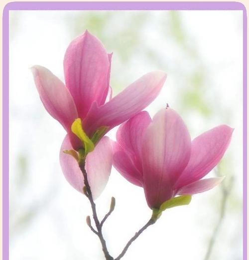 紫香花的花语是什么？紫香花象征着什么？