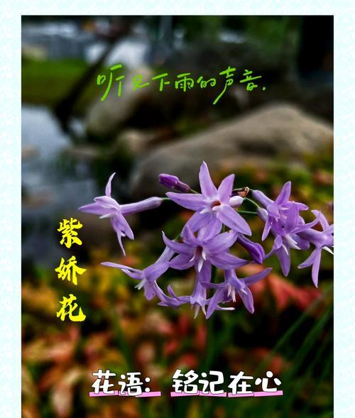 紫香花的花语是什么？紫香花象征着什么？