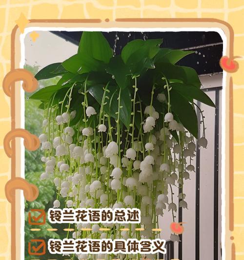 吉祥的花语是什么？吉祥花语有哪些？