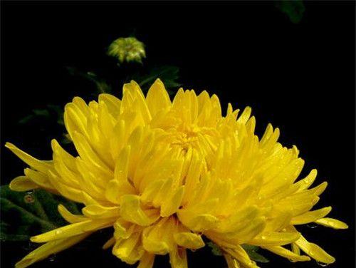 水菊的花语是什么？水菊在花语中代表什么？