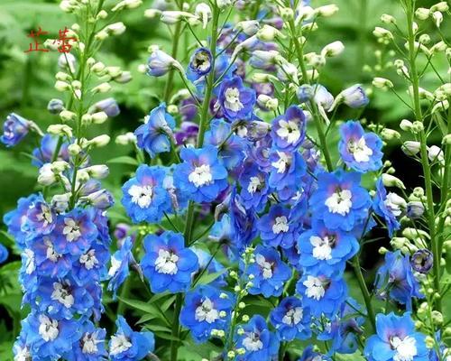 飞燕花的花语是什么？飞燕花象征着什么？