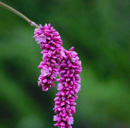蓼花的花语是什么？蓼花在花语中代表什么？