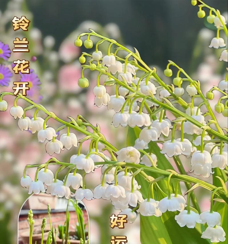 蓝铃花的花语是什么？蓝铃花象征着什么？