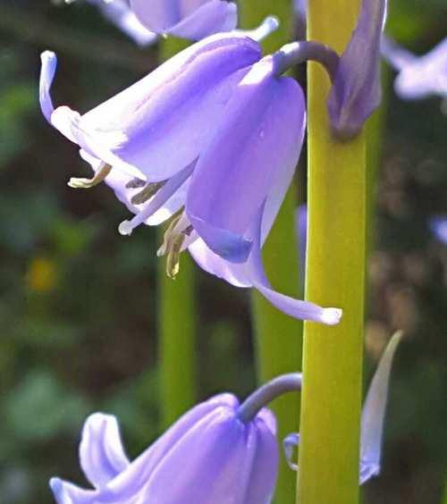 蓝铃花的花语是什么?蓝铃花象征着什么?