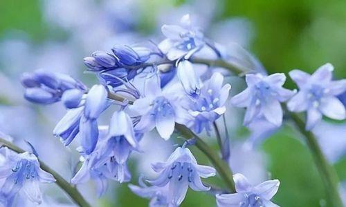蓝铃花的花语是什么？蓝铃花象征着什么？