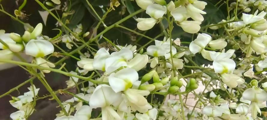 槐树的花语是什么？槐树花象征着什么？