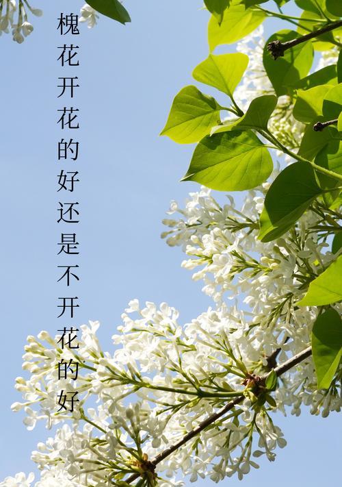 槐树的花语是什么？槐树花象征着什么？