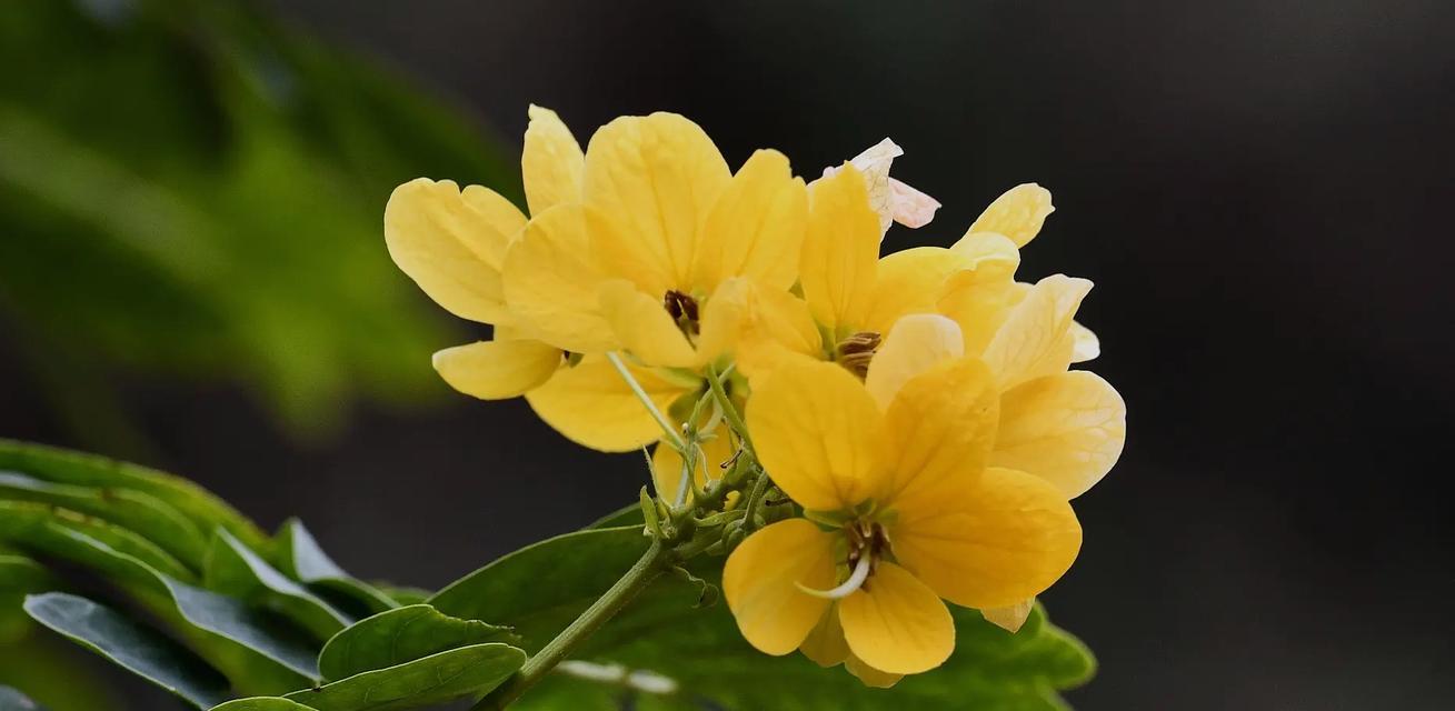 槐树的花语是什么？槐树花象征着什么？