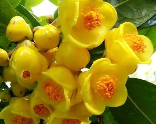 金花的花语是什么？金花象征着什么？