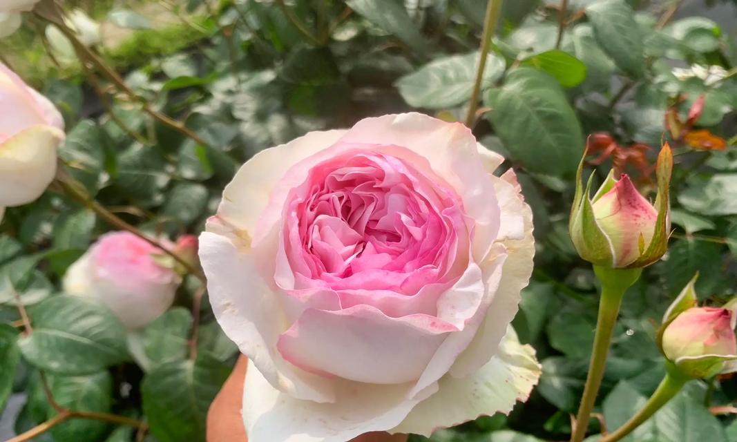 欧月的花语是什么？欧月象征着什么？