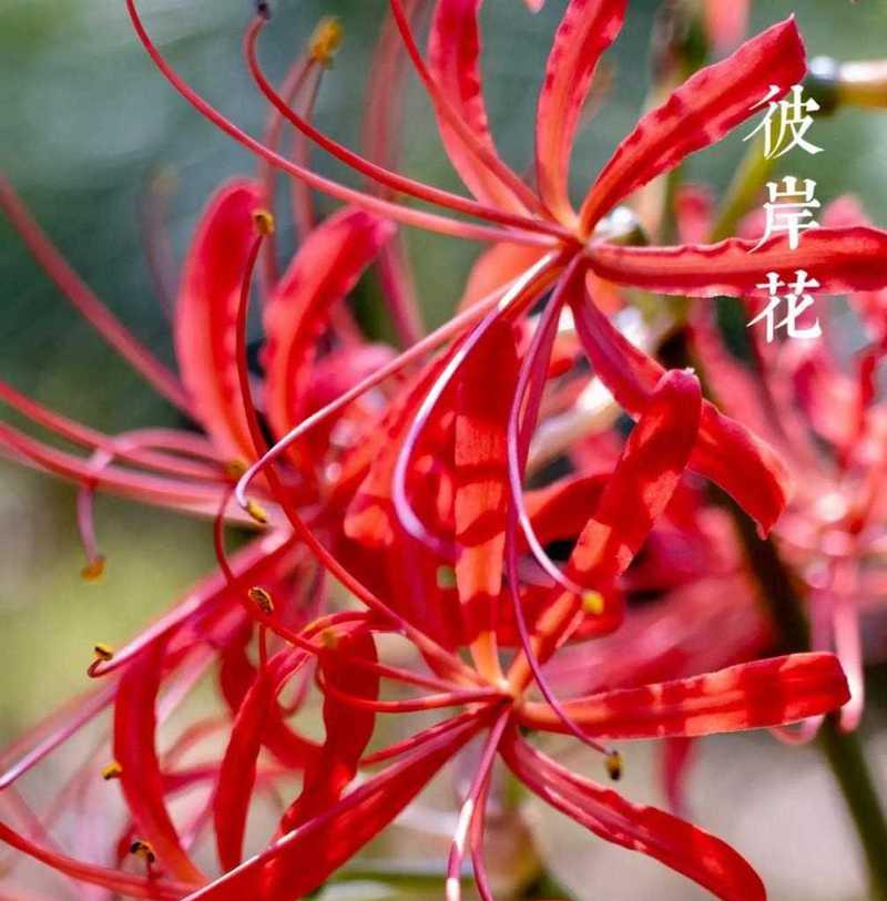 曼的花语有哪些含义？如何正确解读？