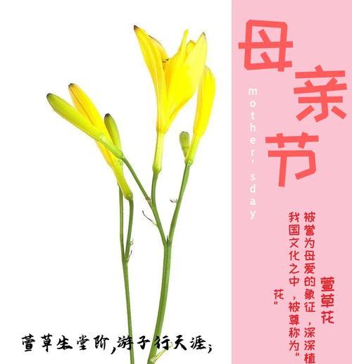 丹卷花语代表什么？在送花时应注意什么？