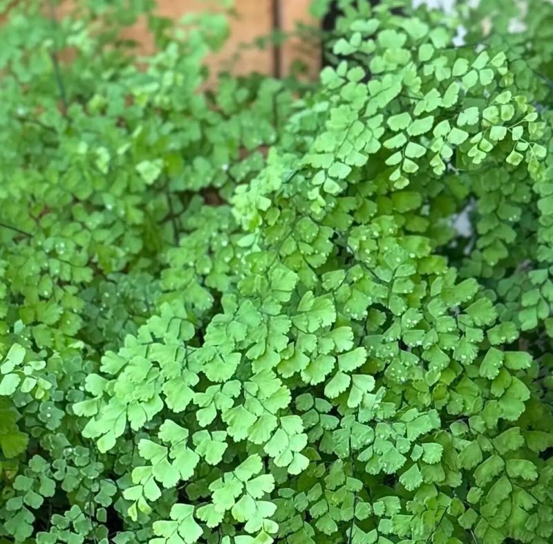 蕨尾花语有何特别之处？如何用它来传递信息？