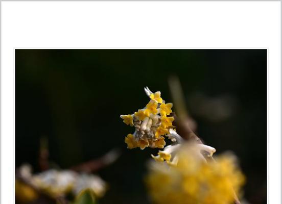 猴的花语有何深意？在花语中如何体现？