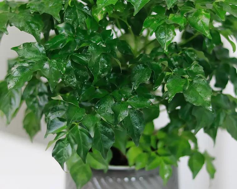 好花语树是什么？如何用它来装饰和传达情感？