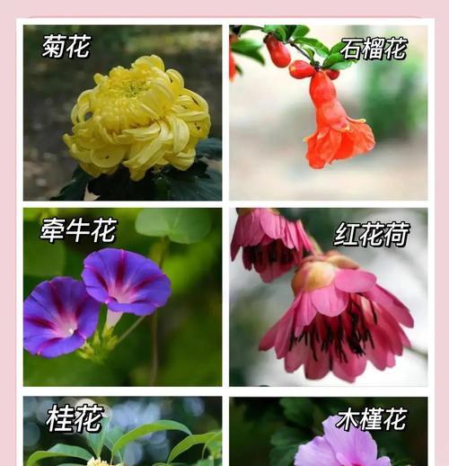舞的花语有何独特之处?如何用花语来表达热情?