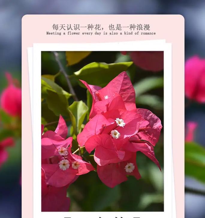 舞的花语有何独特之处？如何用花语来表达热情？