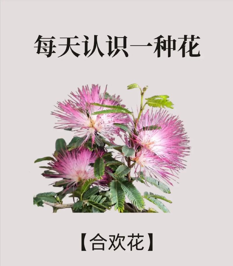 白合花语有哪些含义？如何用白合花语表达爱意？