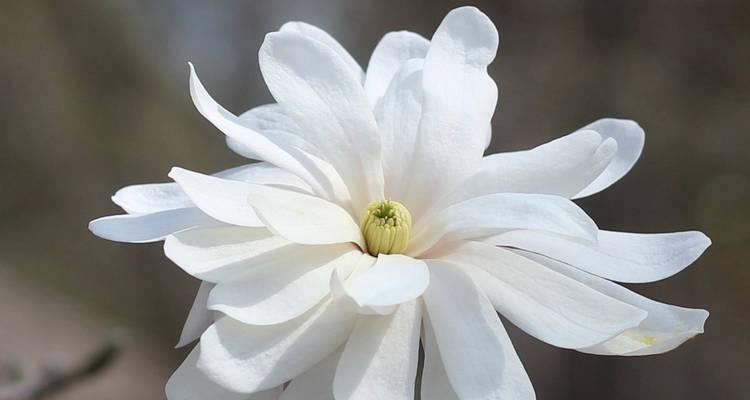 枯花花语有何深意？如何用枯花来表达哀思？