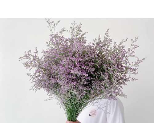 枯花花语有何深意？如何用枯花来表达哀思？
