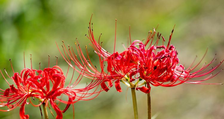 枯花花语有何深意？如何用枯花来表达哀思？