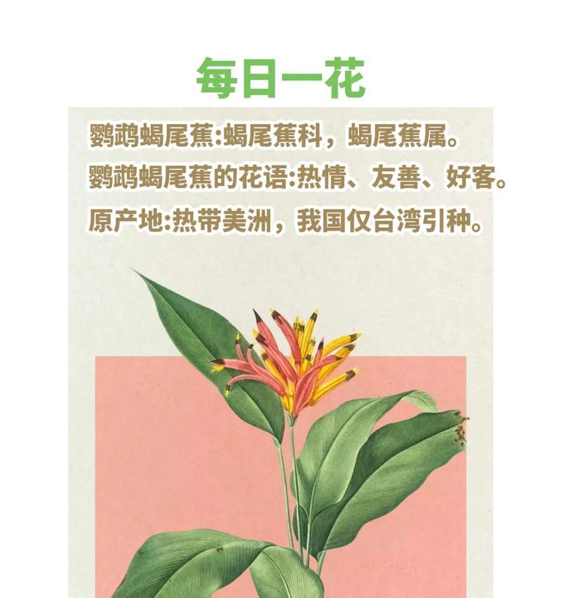 蕉花花语是什么？蕉花的寓意有哪些？
