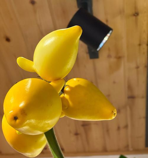 看果花语代表什么？看果花的象征意义是什么？