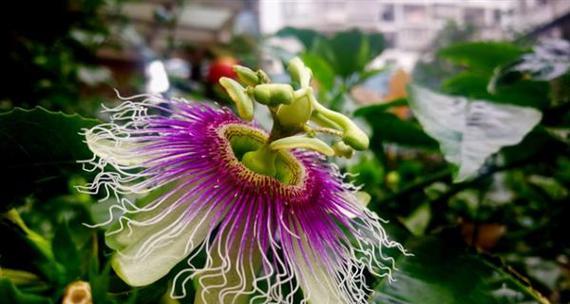 看果花语代表什么？看果花的象征意义是什么？