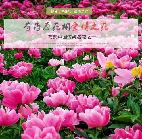 百香花语有哪些含义？百香花的花语解读是什么？