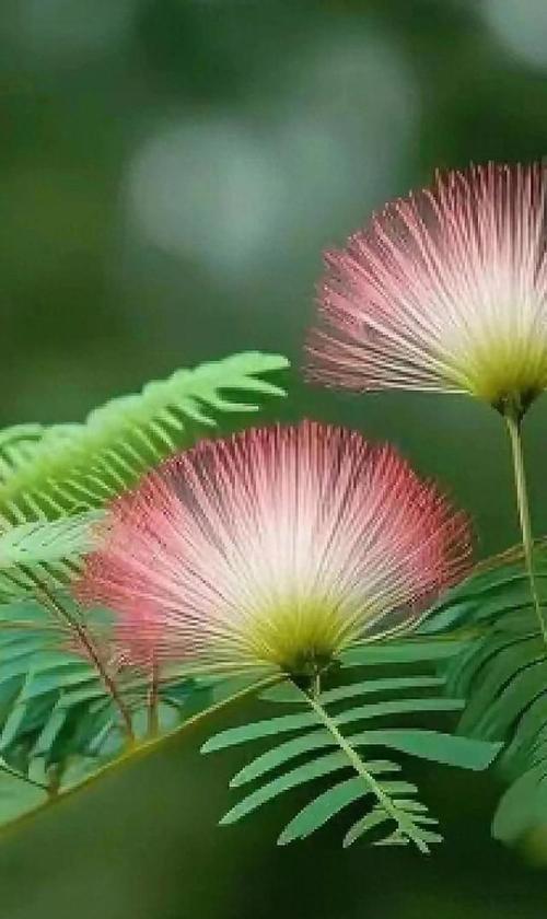五指花语有何特别之处？五指花的花语是什么？