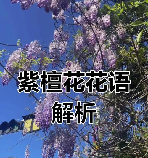 花花语是什么意思？花的花语有哪些？
