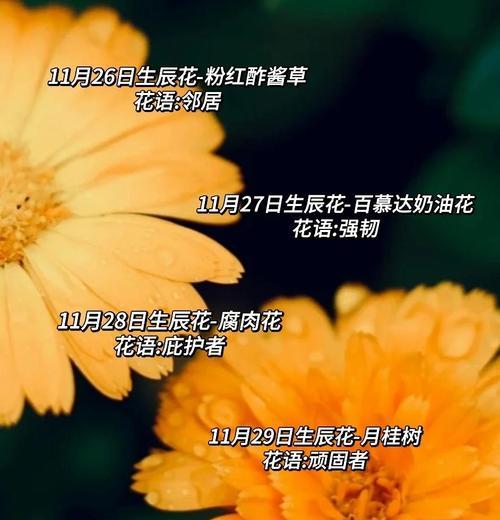 花花语是什么意思？花的花语有哪些？