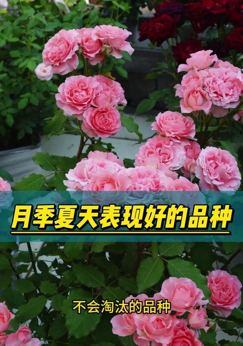 花语月季代表什么？月季花的寓意是什么？