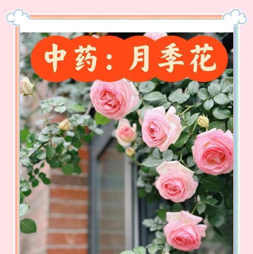花语月季代表什么？月季花的寓意是什么？