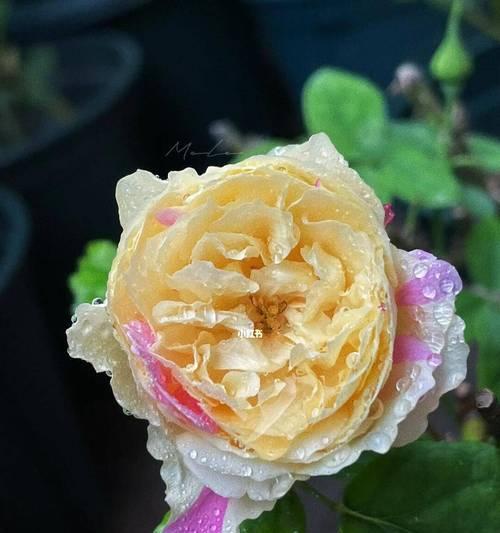 花语月季代表什么？月季花的寓意是什么？