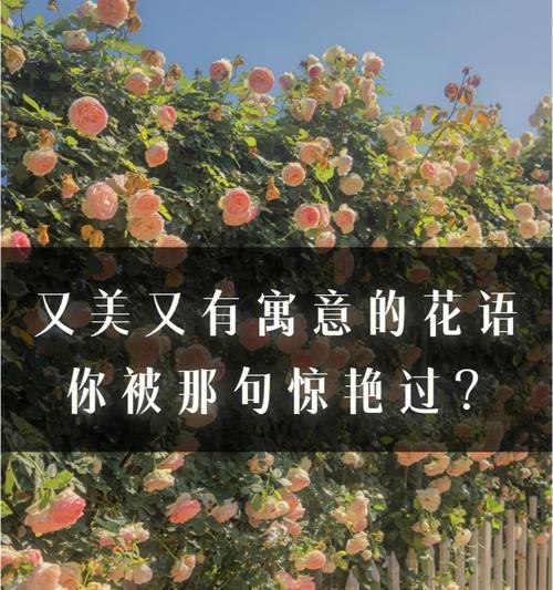 松花语有何寓意？松树花的花语是什么？