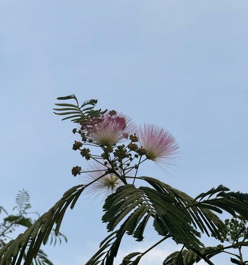 松花语有何寓意？松树花的花语是什么？