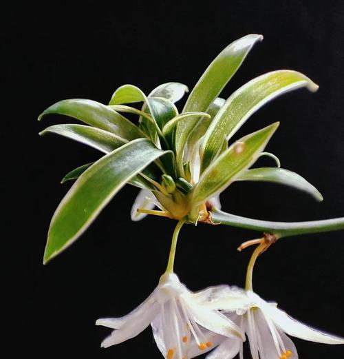 花语吊兰是什么意思？吊兰的花语有哪些？