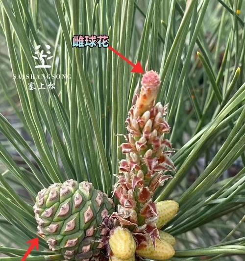 球花花语有哪些？球花的寓意是什么？